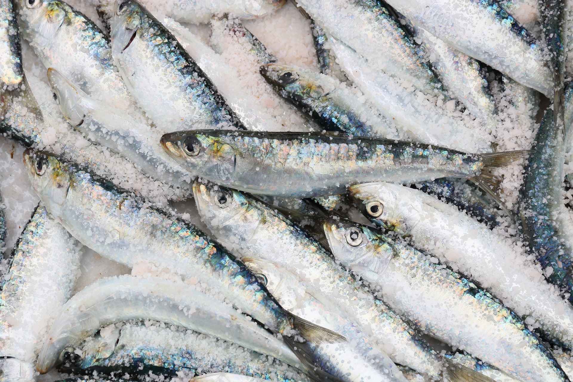sardine