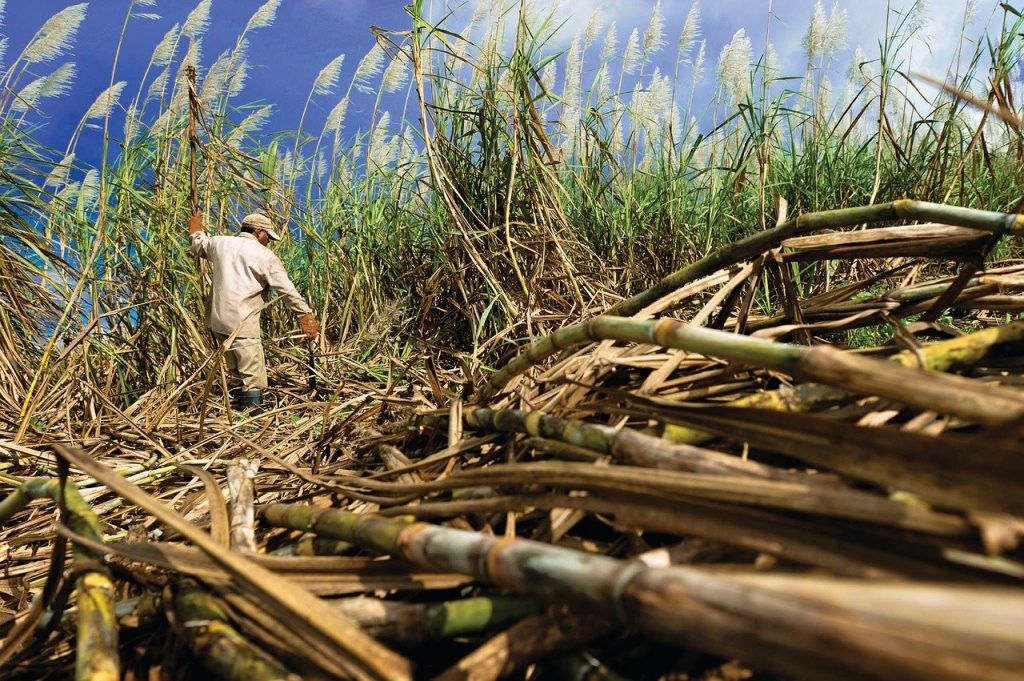 Man cutting down sugar cane.