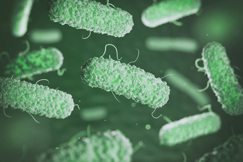 Salmonella bacteria.