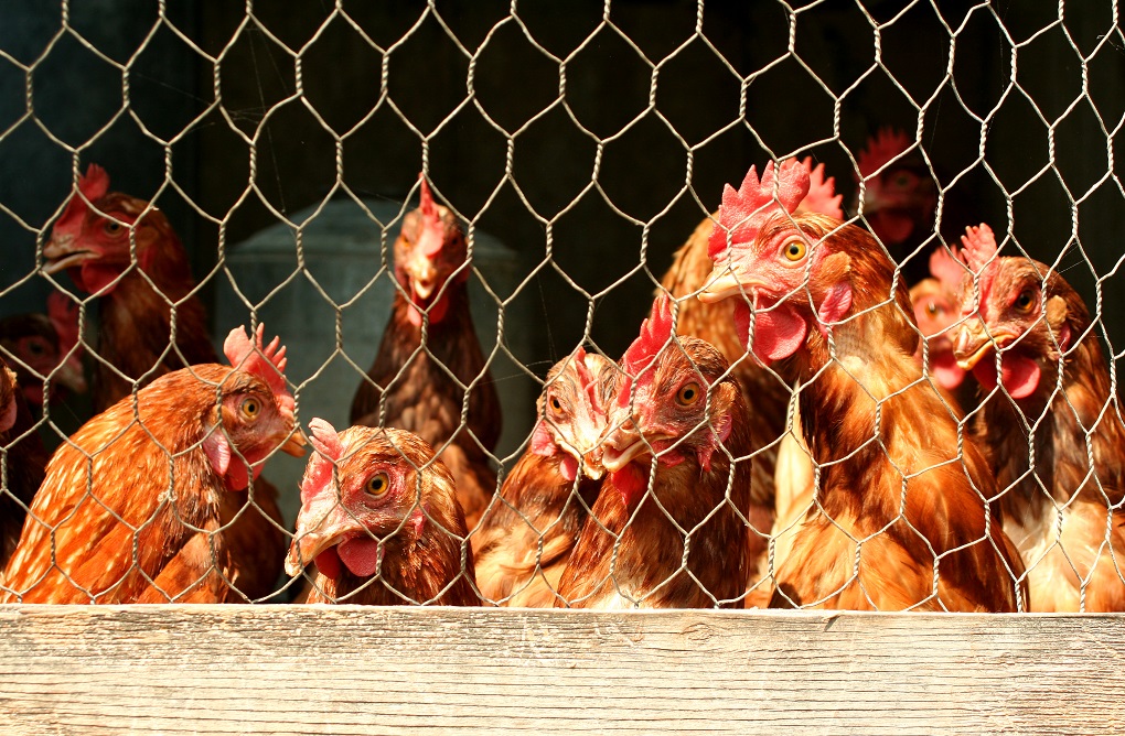 A Bunch of chickens in a coop