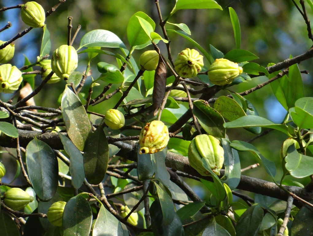 Garcinia Cambogia.