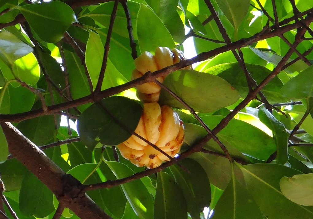 Garcinia Cambogia.