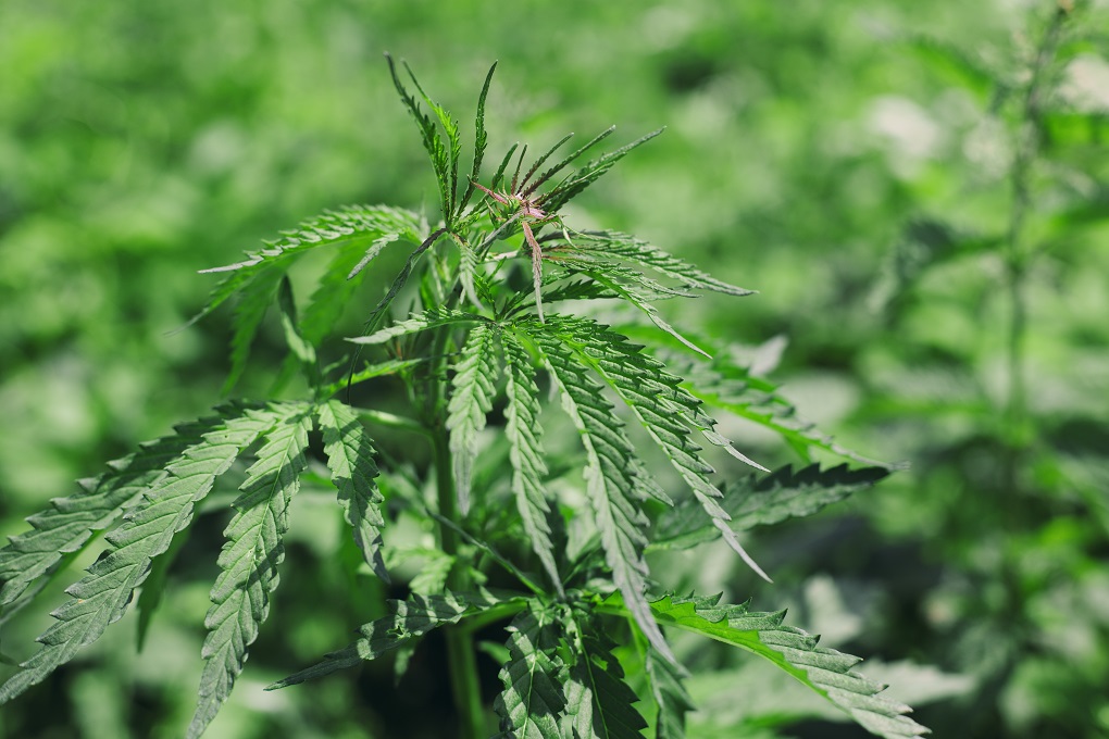 Cannabis plant, leaves close up. Growing Cannabis Sativa outdoors. Medical marijuana cultivation. Alternative herbal medicine, marijuana legalization. Cannabis farm